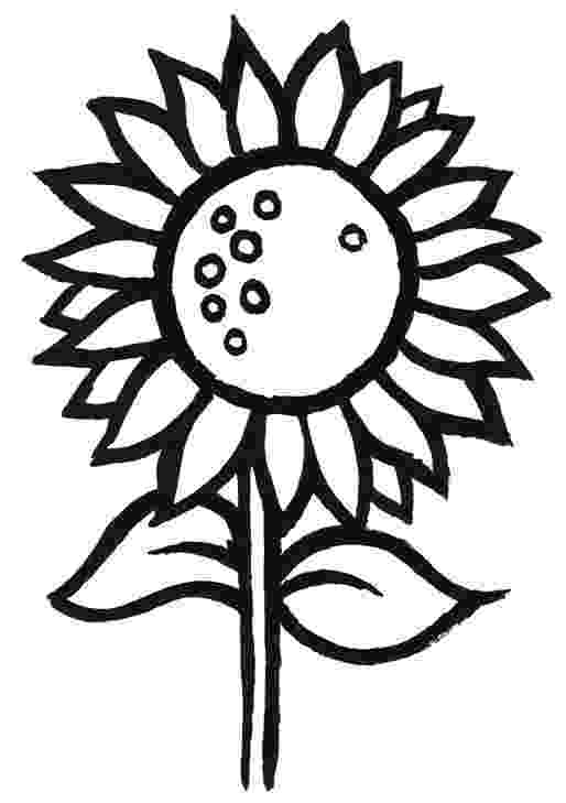 sunflower for coloring blooming sunflower coloring page supercoloringcom sunflower for coloring 