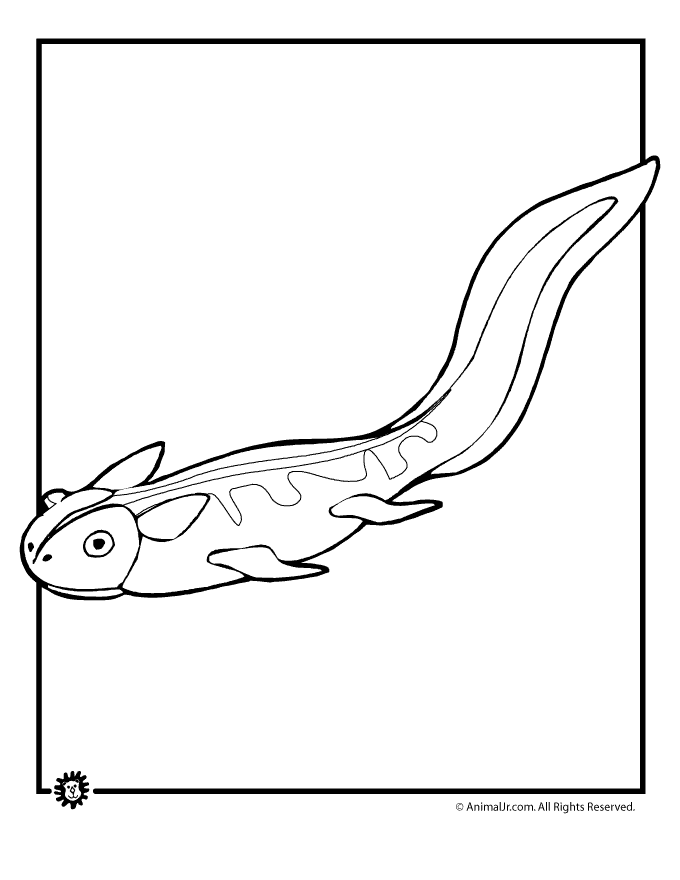 tadpole coloring pages pollywog coloring pages coloring tadpole pages 