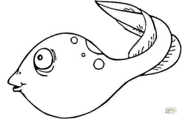 tadpole coloring pages tadpole to frog colouring pages google search coloring tadpole pages 