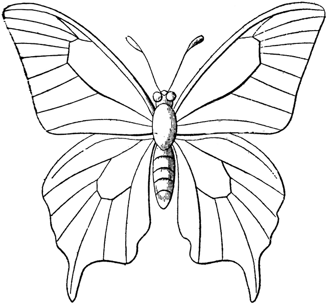 template of butterfly for colouring butterfly outline clipartioncom for template of colouring butterfly 