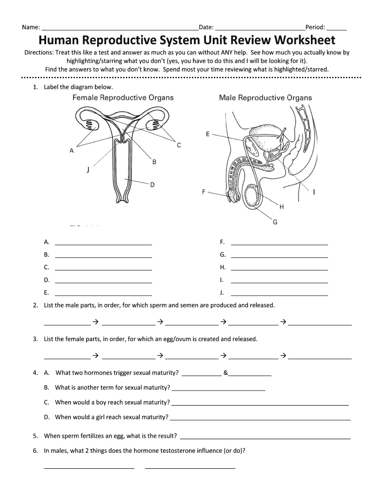 the male reproductive system worksheet biology 12 worksheet male reproductive system printable worksheet male reproductive system the 