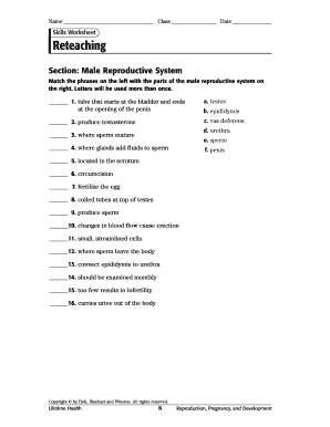 the male reproductive system worksheet human growth and development male and female reproductive reproductive the male system worksheet 