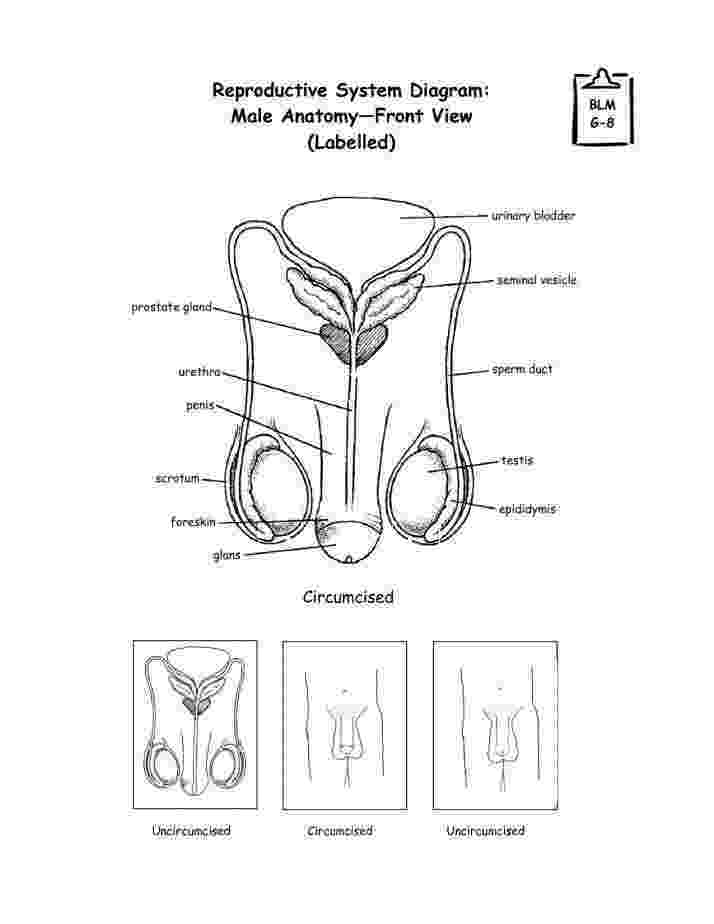 the male reproductive system worksheet male female reproductive worksheet key male system the worksheet reproductive 