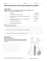 the male reproductive system worksheet male reproductive system grades 11 12 free printable worksheet the reproductive system male 