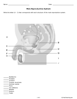 the male reproductive system worksheet reproductive system family life and sexual health the system worksheet male reproductive 