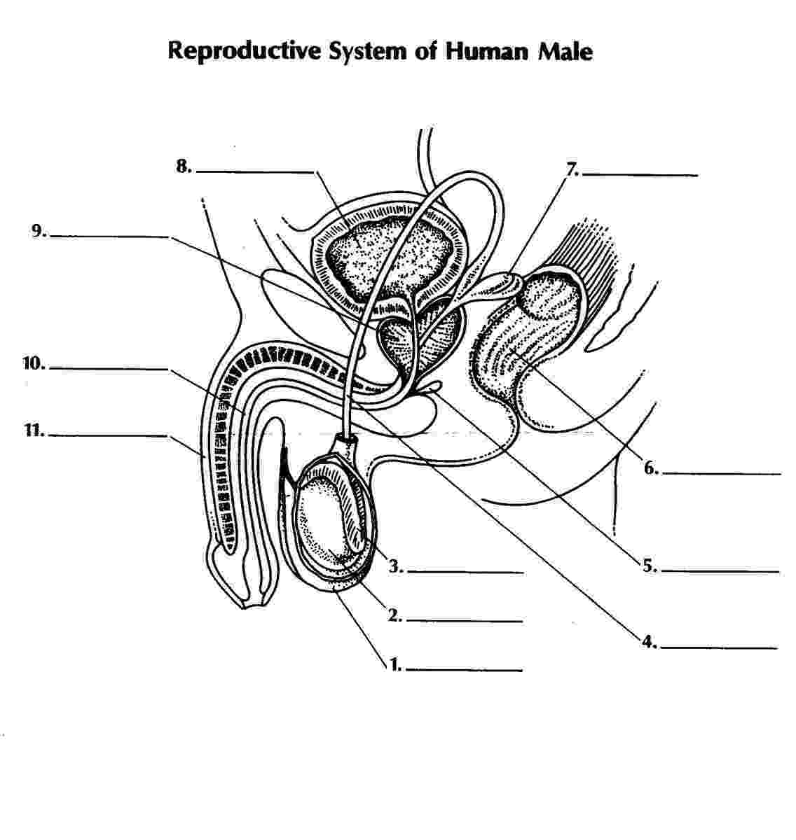 the male reproductive system worksheet the human reproductive system ks3 teaching resources the system worksheet reproductive male 