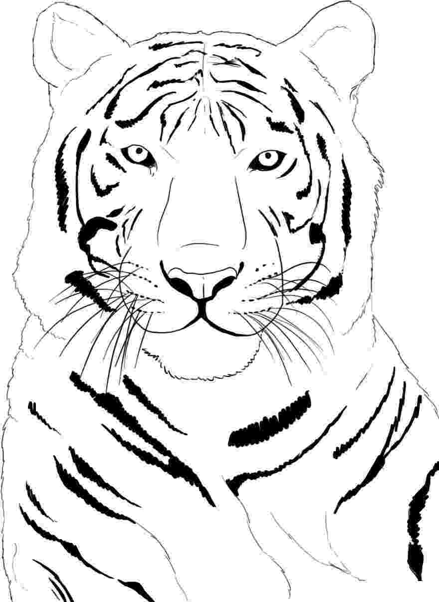 tiger colouring pictures free printable tiger coloring pages for kids tiger pictures colouring 