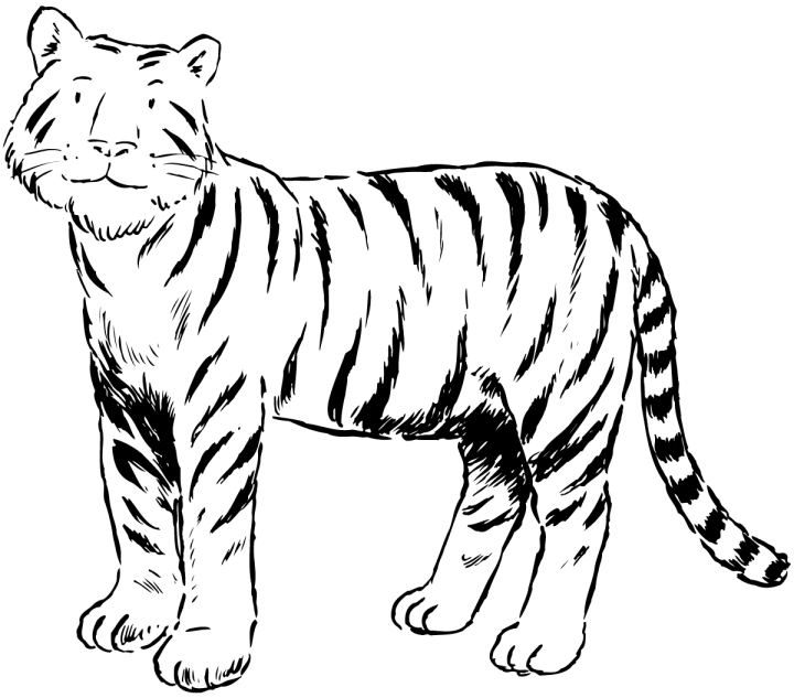 tiger colouring pictures free tiger coloring pages tiger pictures colouring 
