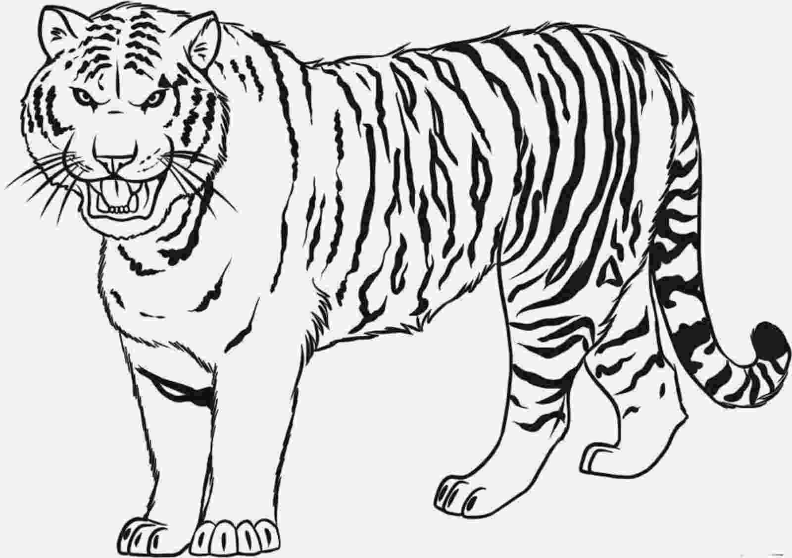 tiger colouring pictures tiger coloring pages free download on clipartmag tiger colouring pictures 