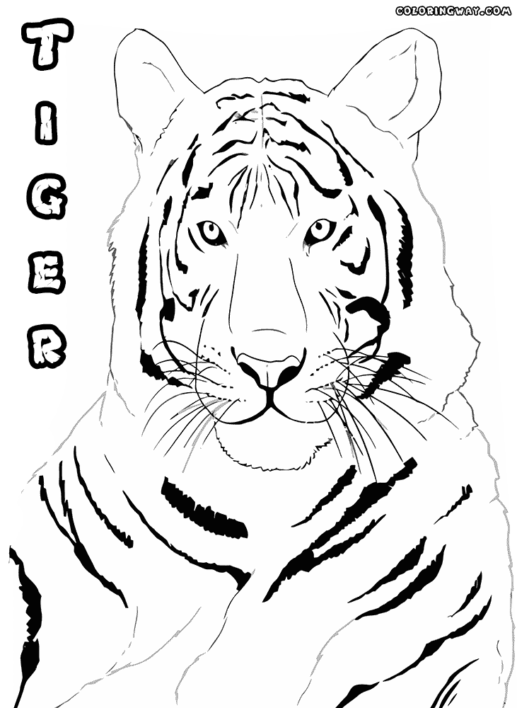 tiger face coloring page side tiger face coloring page wecoloringpagecom coloring tiger page face 
