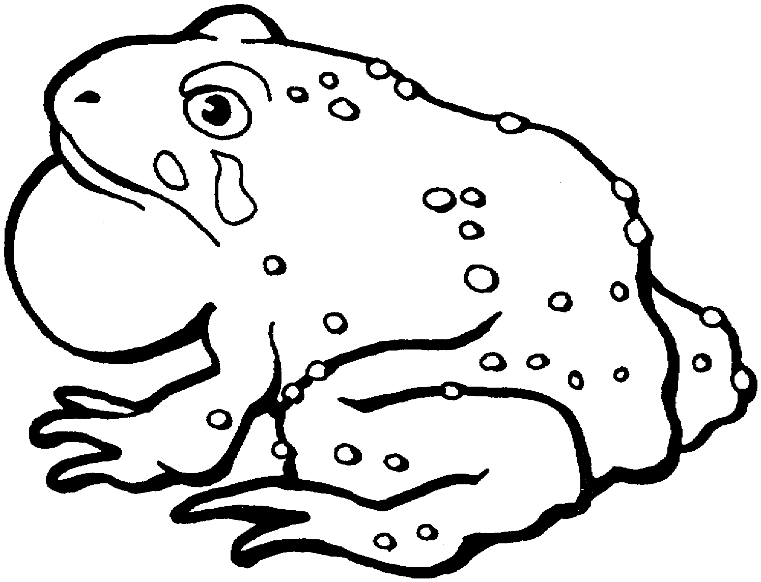 toad pictures to print free printable frog coloring pages for kids toad to print pictures 