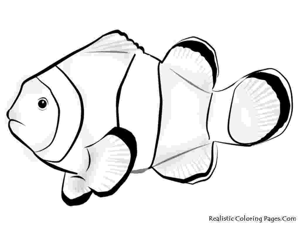 tropical fish coloring pages tropical fish coloring pages free download on clipartmag tropical fish pages coloring 