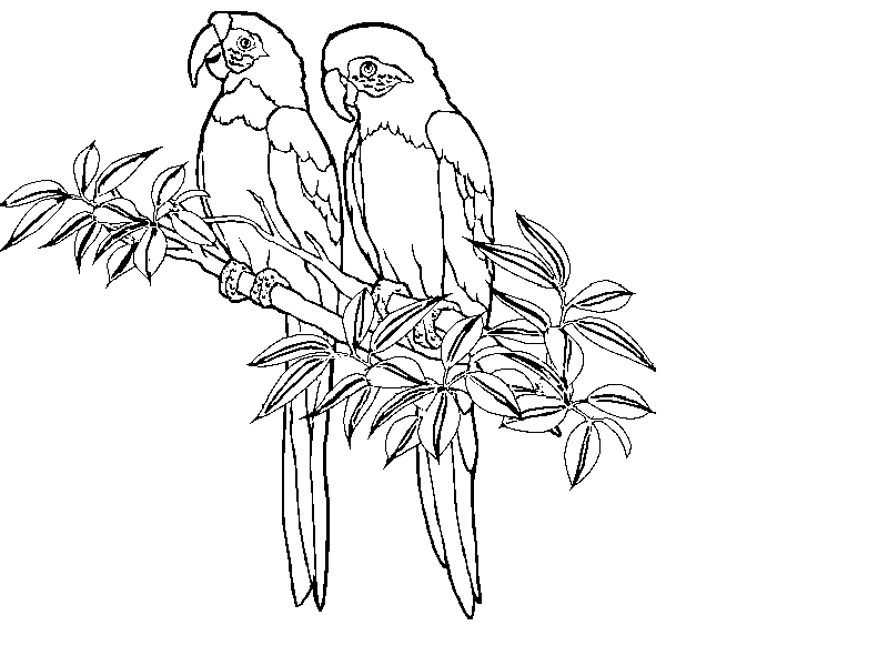 tropical rainforest coloring page tropical rainforest easy coloring pages sketch coloring page tropical coloring rainforest page 