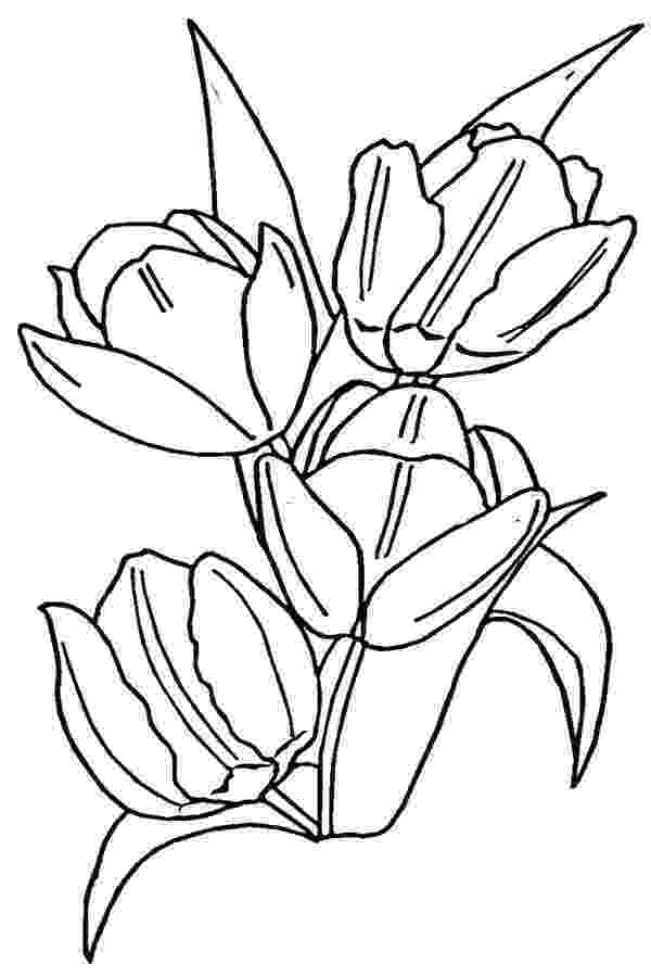 tulip colouring pages 14 tulip coloring page print color craft print color craft colouring tulip pages 
