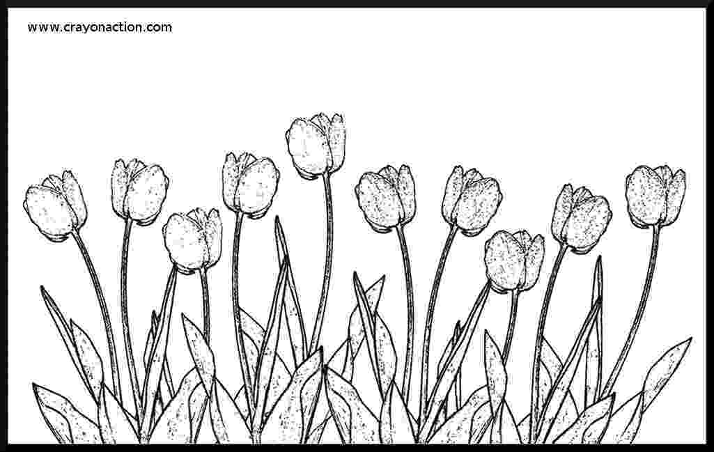 tulip colouring pages free printable tulip coloring pages for kids pages colouring tulip 