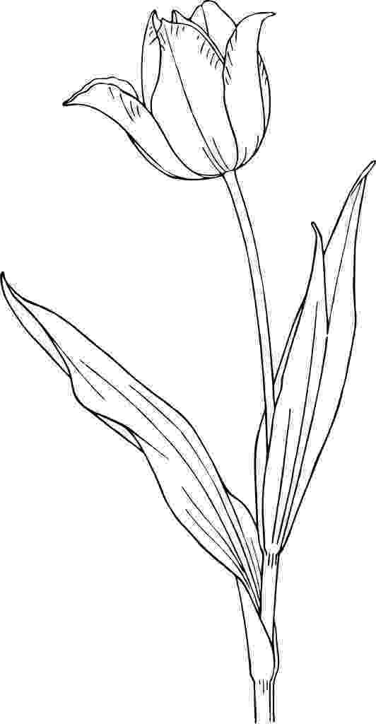 tulip colouring pages printable tulip coloring pages for kids cool2bkids colouring pages tulip 1 3