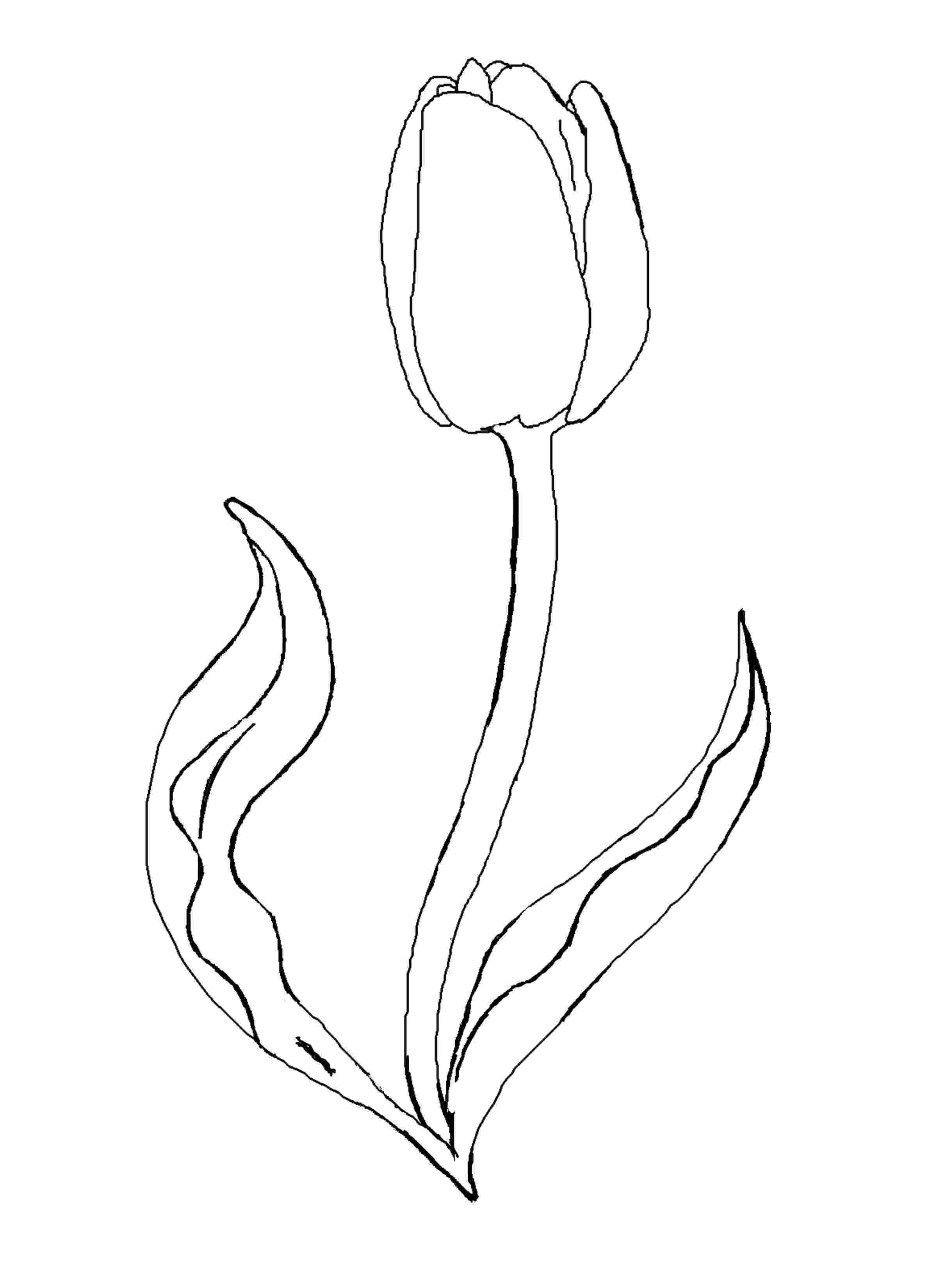 tulip colouring pages printable tulip coloring pages for kids cool2bkids pages tulip colouring 