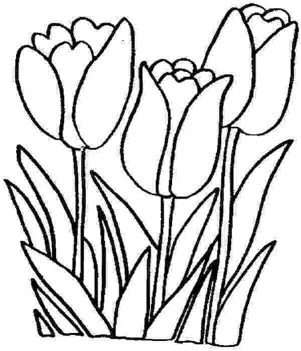 tulip pictures to color color to tulip pictures color to tulip pictures 