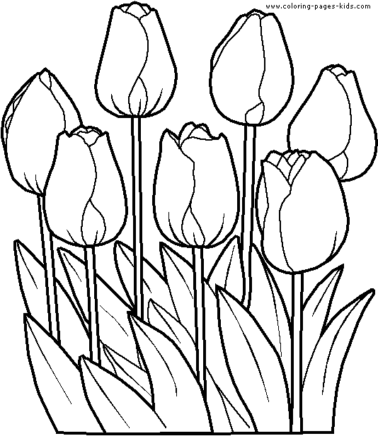 tulip pictures to color coloring pages for kids tulip coloring pages for kids to tulip pictures color 