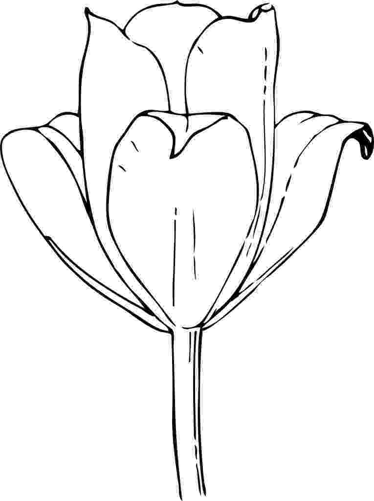 tulip pictures to color free printable tulip coloring pages for kids color tulip to pictures 