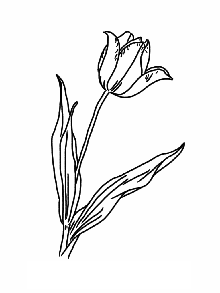 tulip pictures to color free printable tulip coloring pages for kids pictures to color tulip 