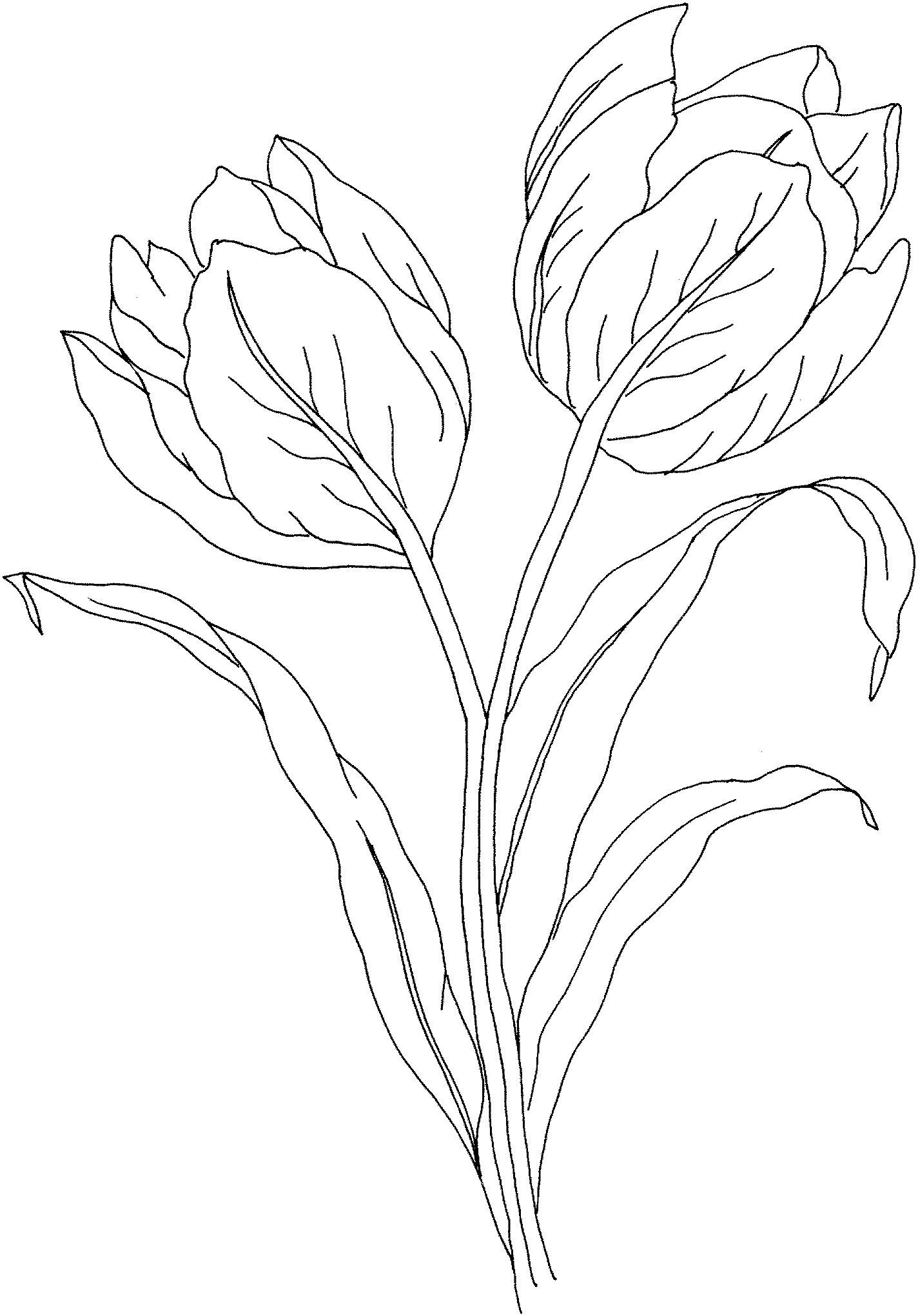 tulip pictures to color free printable tulip coloring pages for kids to pictures color tulip 