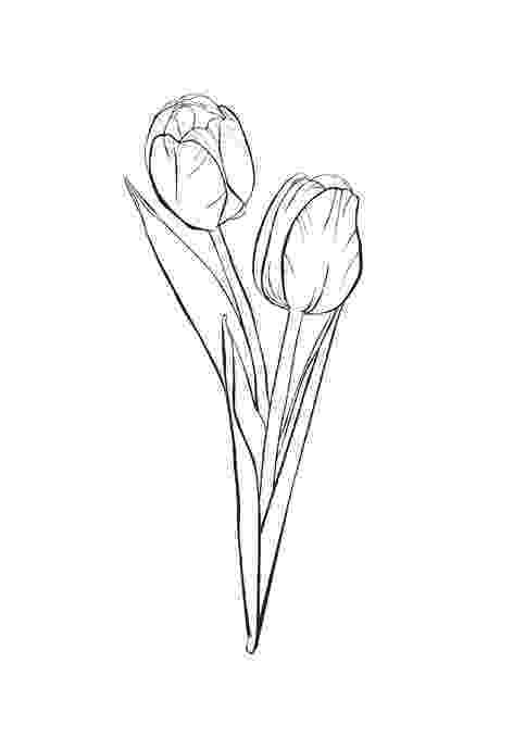 tulip pictures to color tulip coloring page child coloring to color pictures tulip 
