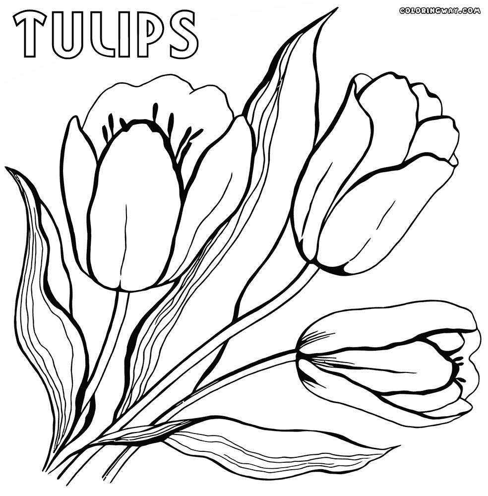 tulip pictures to color tulip coloring pages coloring pages to download and print pictures tulip to color 