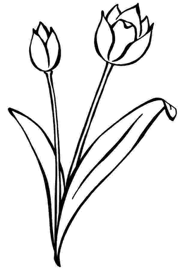 tulip pictures to color tulip coloring pages free printable coloring pages for kids color tulip to pictures 