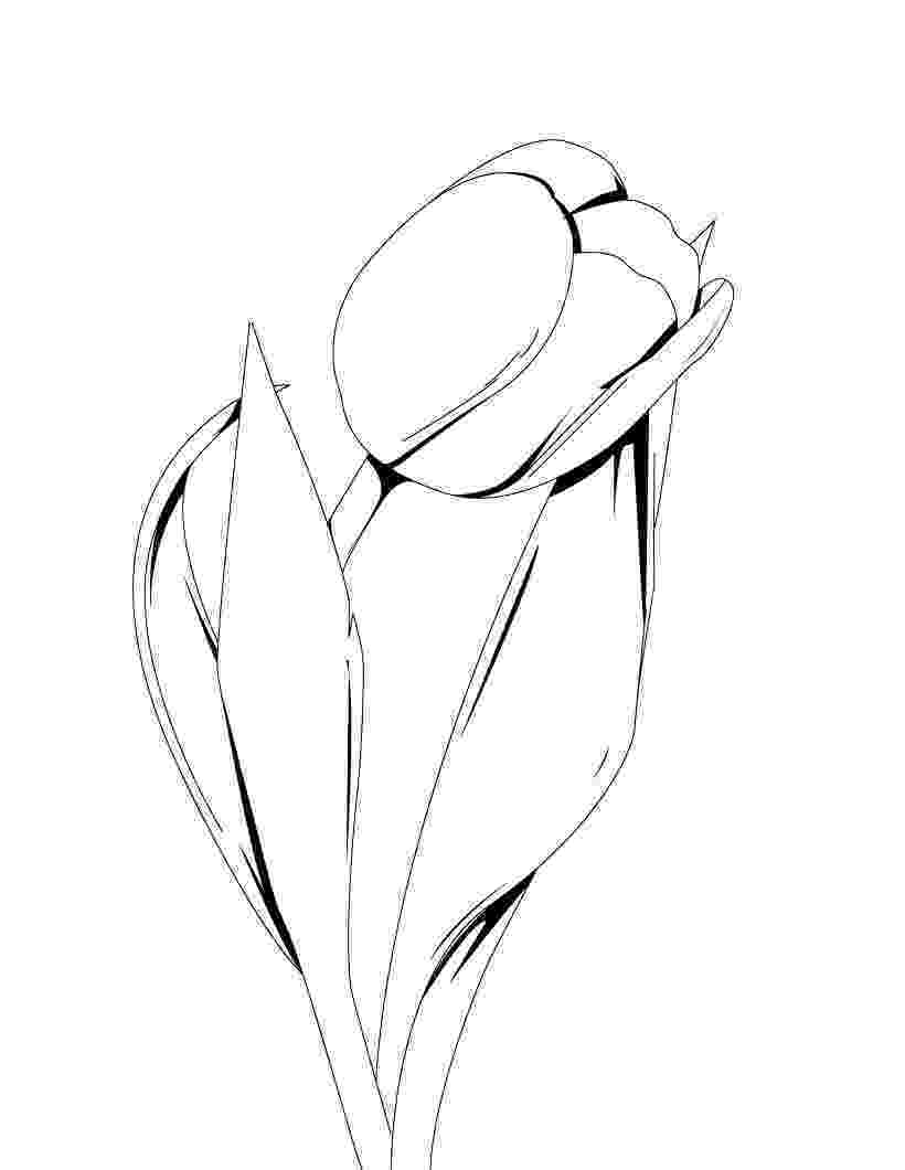 tulip pictures to color two tulips coloring page free printable coloring pages color tulip pictures to 
