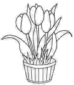 tulips to color coloringpagestulips printable tulip coloring pages color tulips to 