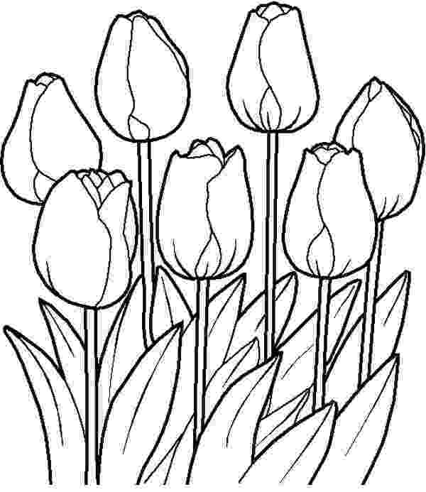 tulips to color garden flowers drawing at getdrawingscom free for to color tulips 