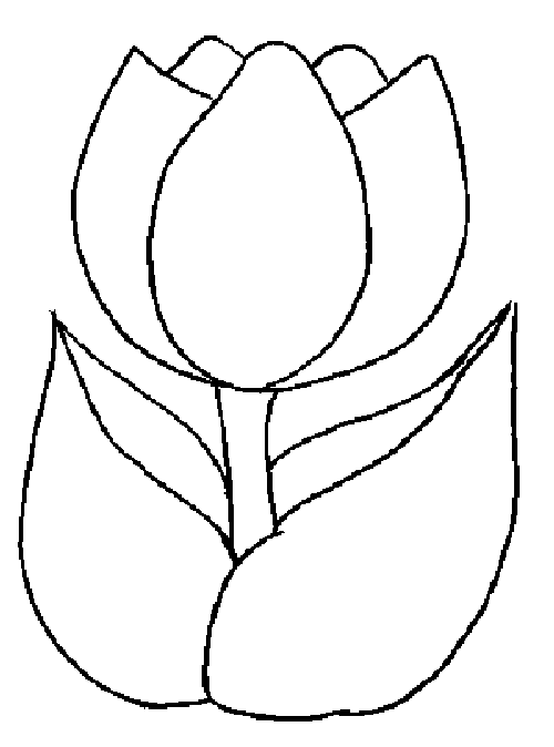 tulips to color tulip drawing step by step at getdrawingscom free for tulips to color 