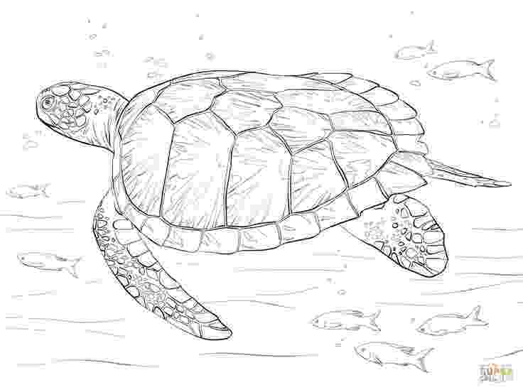 turtle coloring book turtle for applique turtle quilt turtle crafts turtle turtle coloring book 