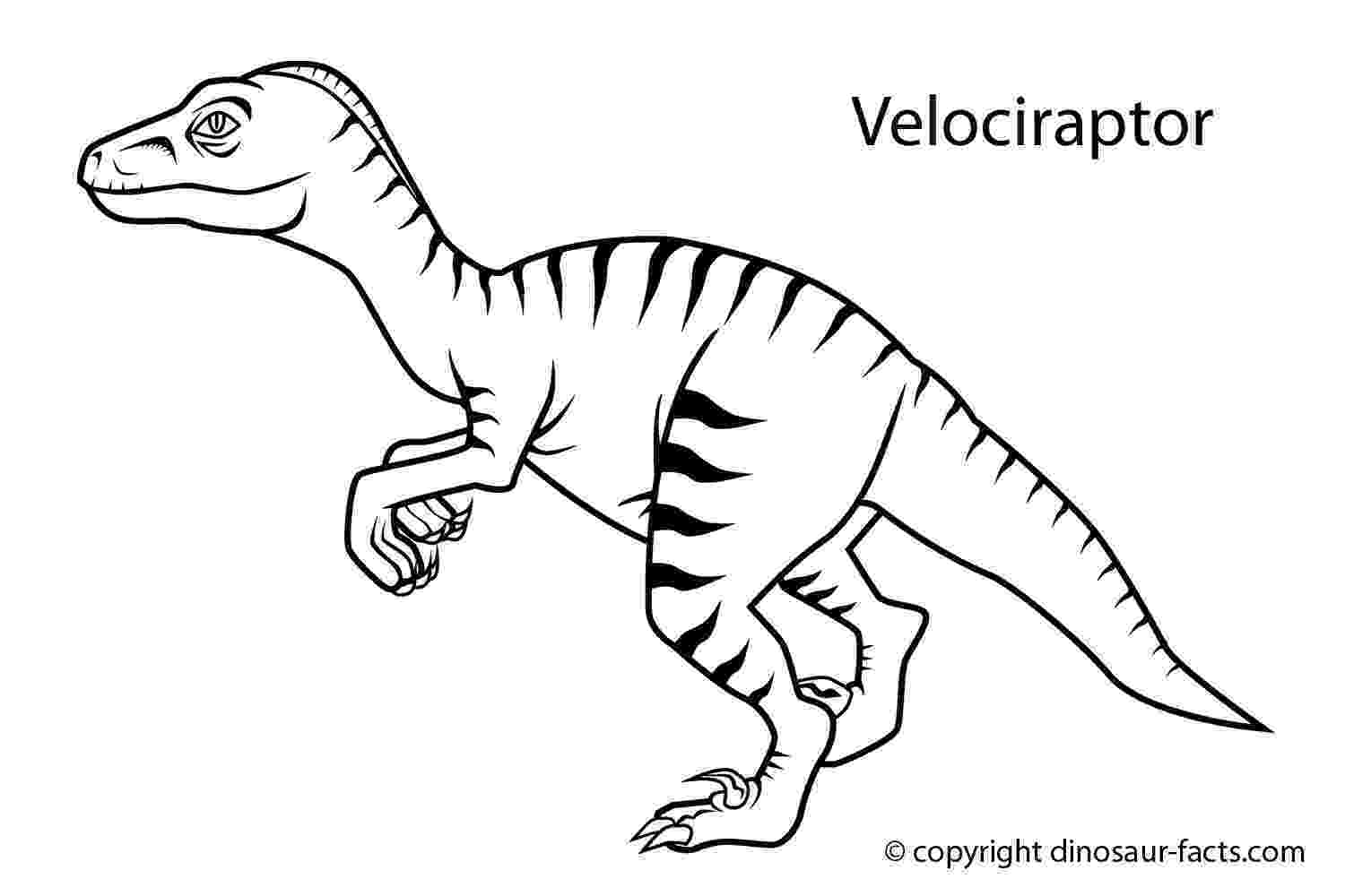 velociraptor coloring page room 11 totara park scool velociraptor coloring page velociraptor 