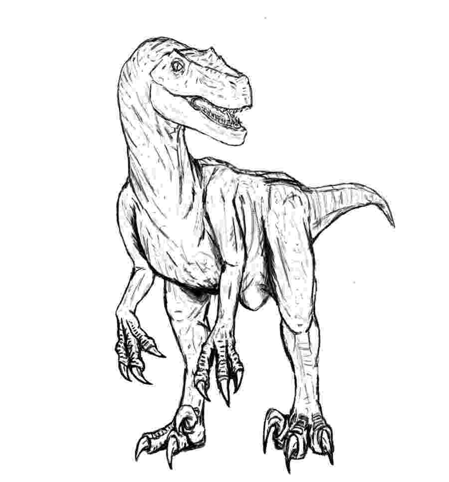 velociraptor coloring page velociraptor coloring pages dinosaurs pictures and facts coloring velociraptor page 