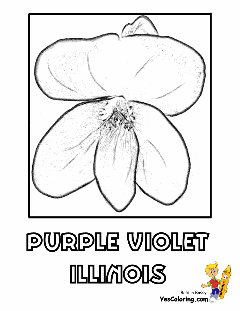 violet flower coloring page states flower coloring pictures hawaii louisiana flower coloring page violet 