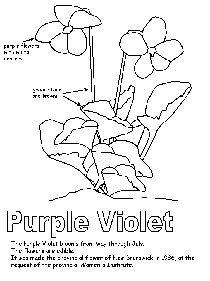 violet flower coloring page violet flower drawing at getdrawingscom free for flower violet page coloring 