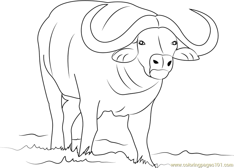 water buffalo coloring page two water buffaloes coloring page free printable coloring buffalo water page 