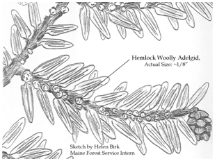 western hemlock coloring page mount rainier national park nature notes hemlock page coloring western 