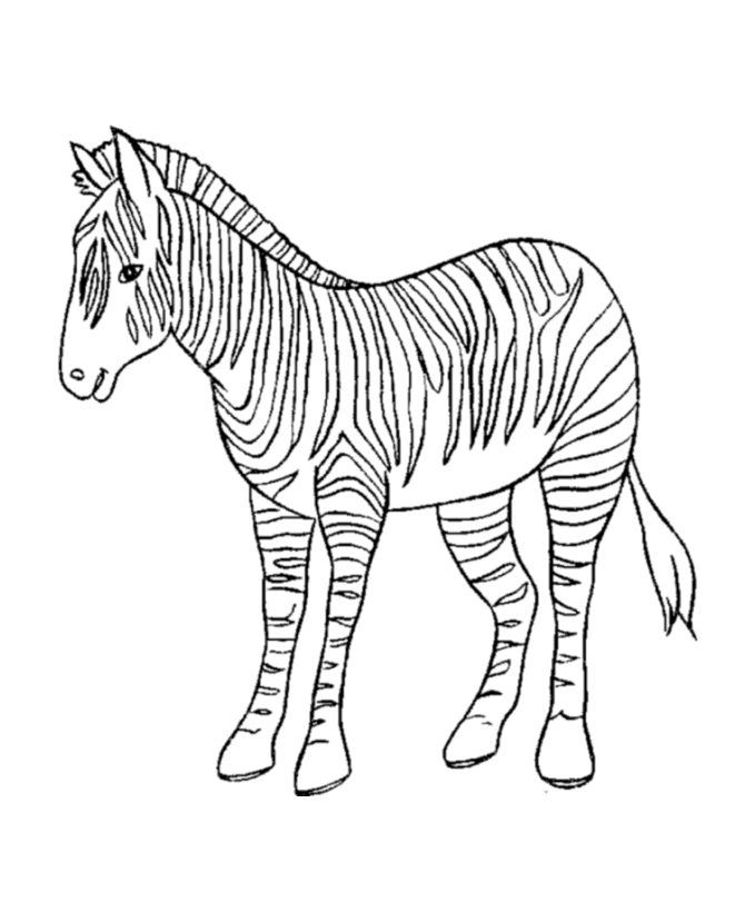 zebra coloring book zebra coloring pages free printable kids coloring pages coloring zebra book 1 1