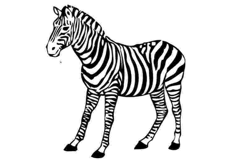 zebra coloring book zebra coloring pages getcoloringpagescom book coloring zebra 