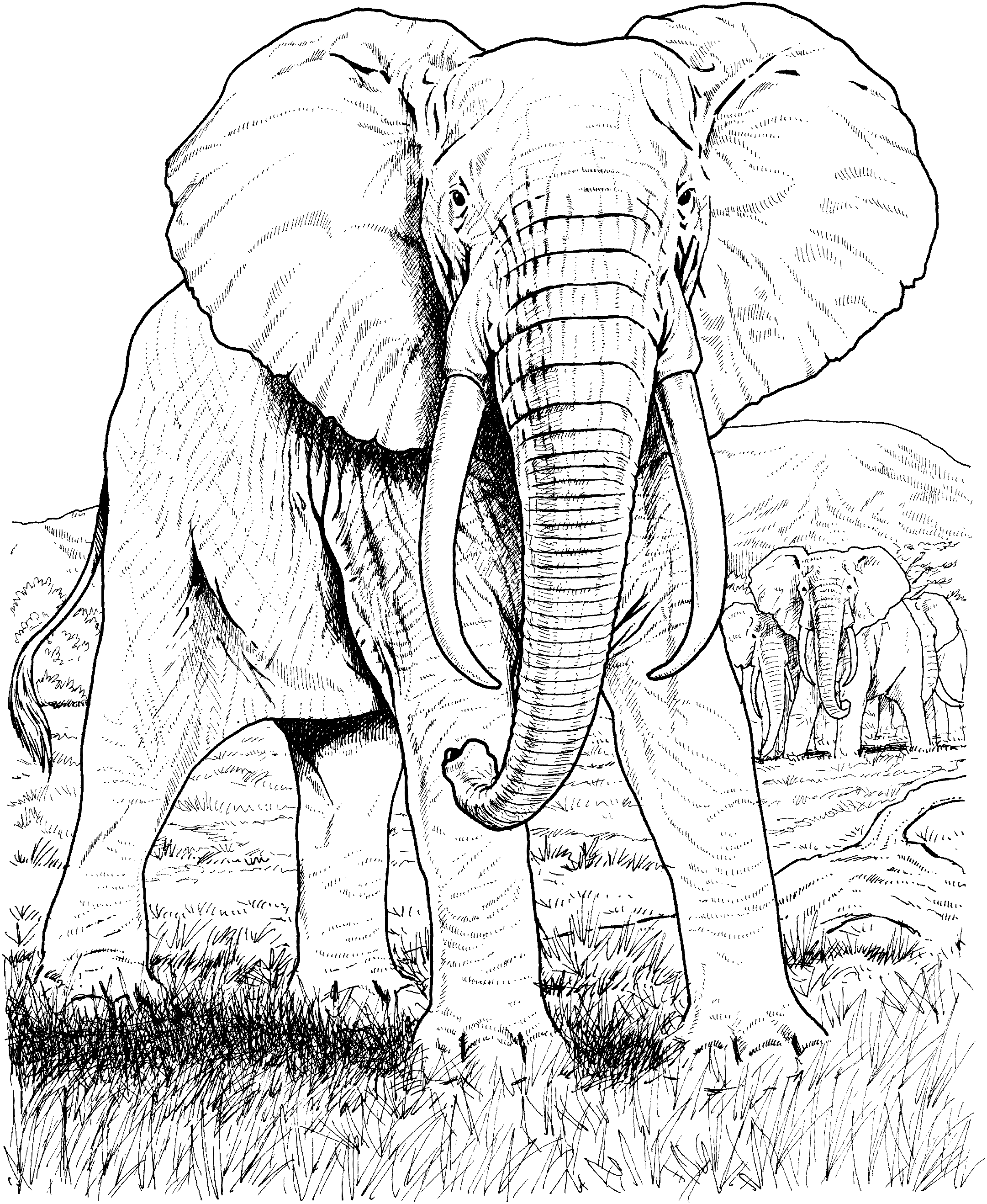 african animals coloring pages africa wildlife coloring page by clark creative science coloring african animals pages 