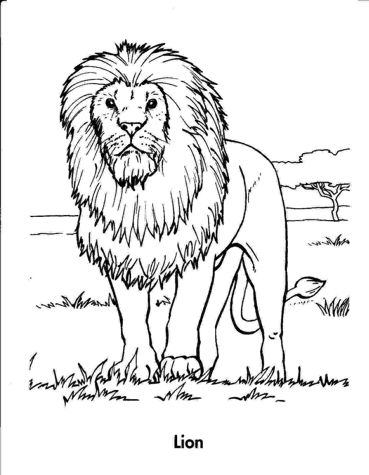 african lion coloring page african lion coloring page download free african lion african page coloring lion 