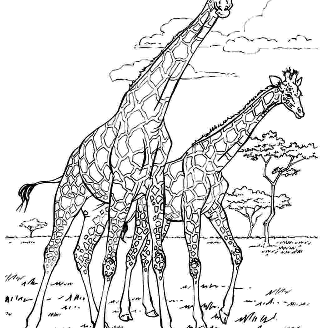 african savanna coloring pages grassland coloring pages coloringpages321com african pages savanna coloring 