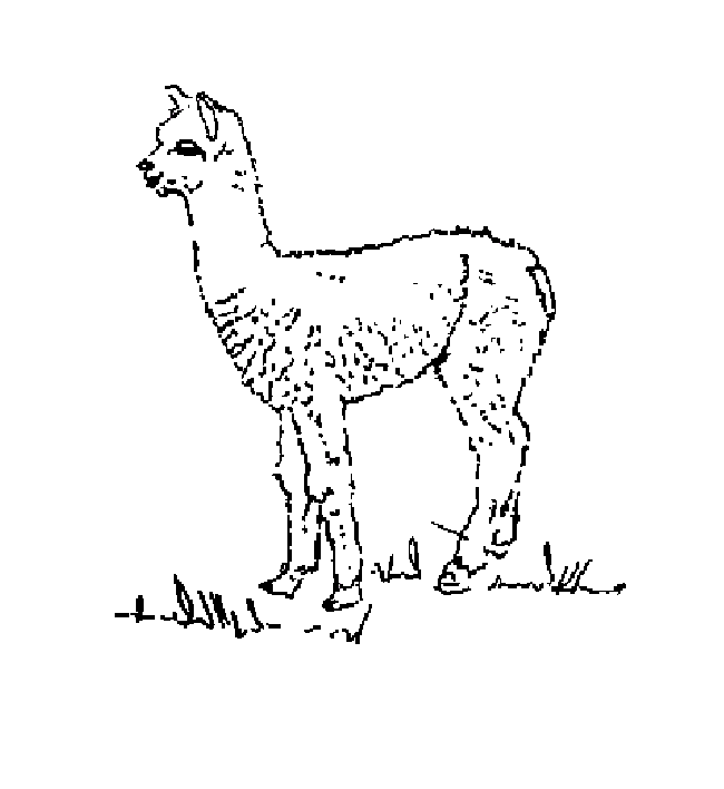 alpaca coloring pages free coloring pages to print or to color on an ipad coloring pages alpaca 