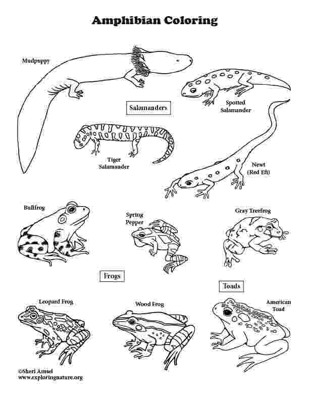 amphibian coloring pages amphibian and reptile coloring pages coloring pages amphibian 