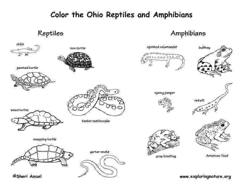 amphibian coloring pages amphibian coloring pages cswd amphibian pages coloring 