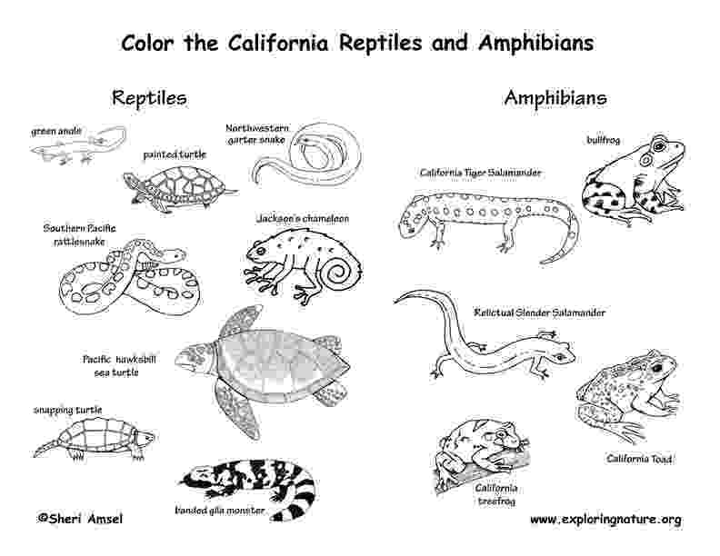 amphibian coloring pages amphibians and reptiles wallpapers gallery amphibian pages coloring 