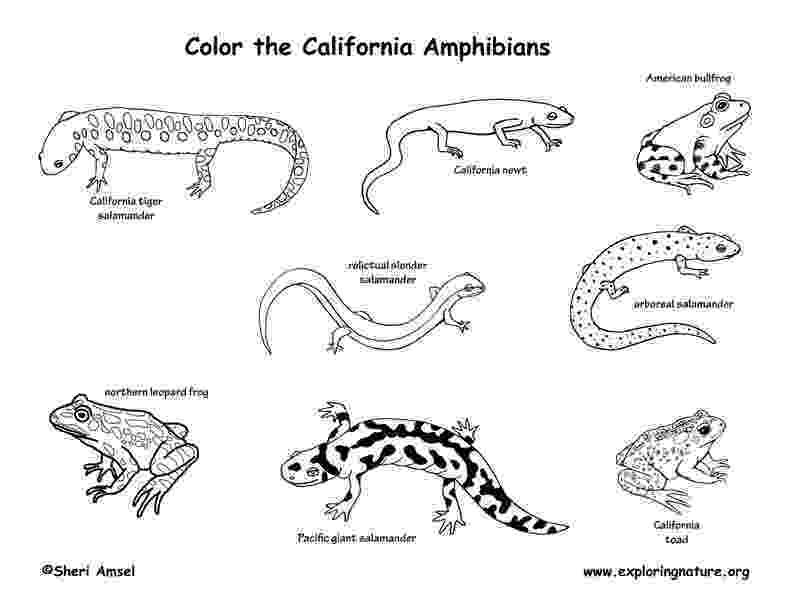 amphibian coloring pages amphibians drawing at getdrawingscom free for personal amphibian pages coloring 